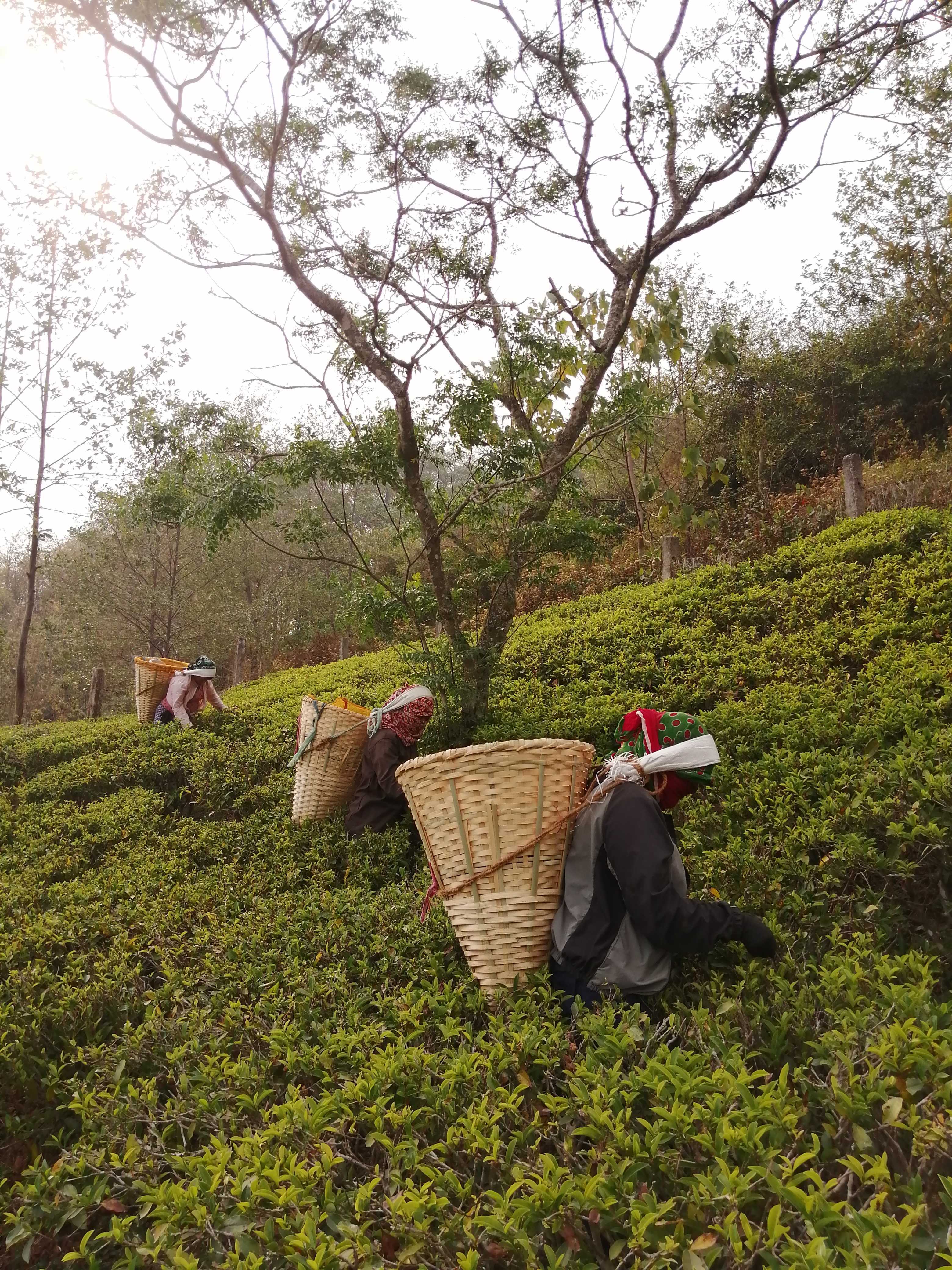 Tea Picking in Eastern Nepal