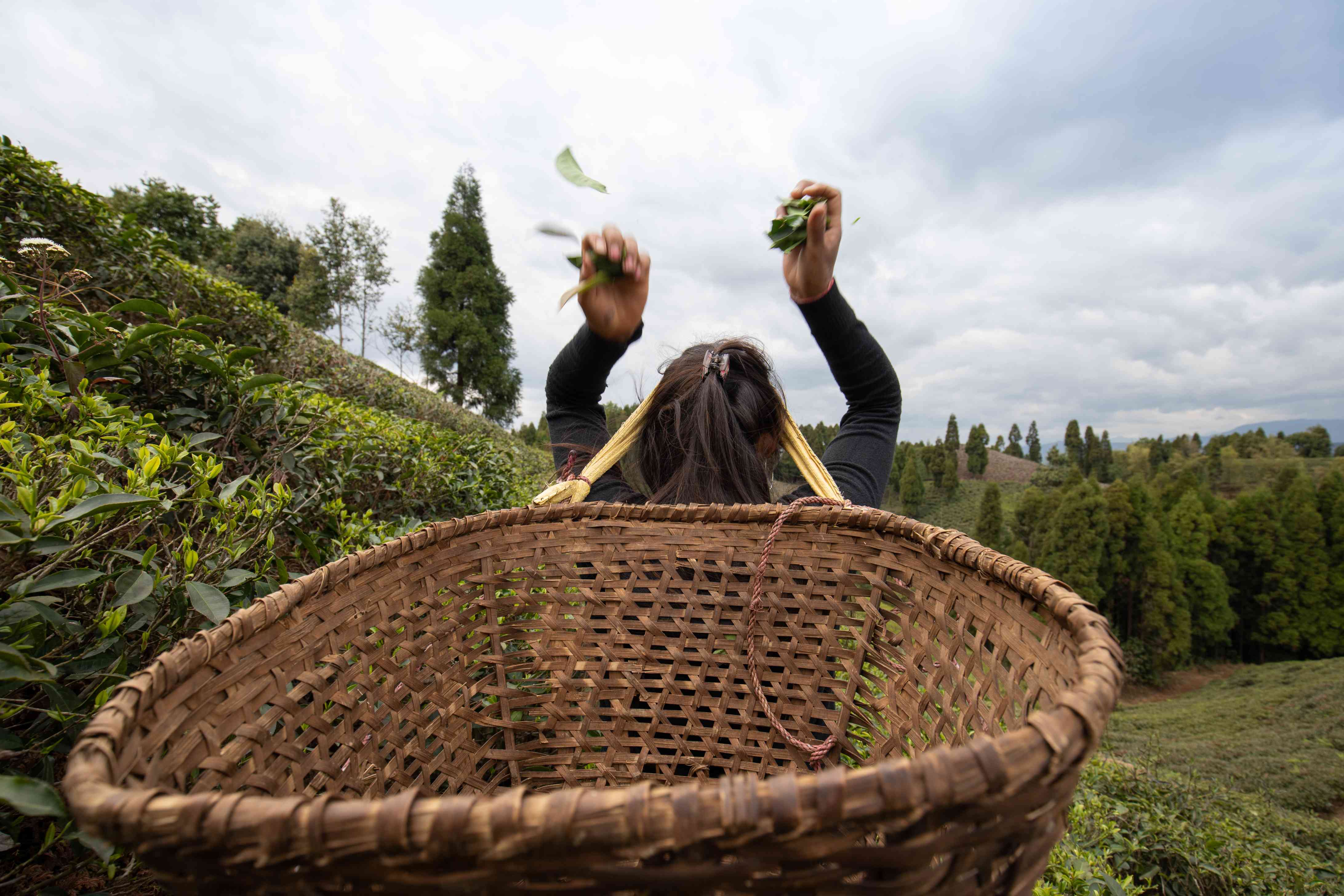 Tea Picking in Eastern Nepal